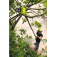 Аккумуляторный высоторез Ryobi OPP1820